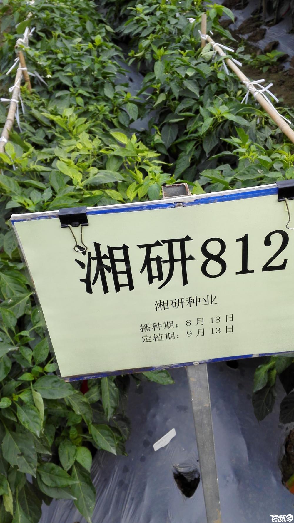 2014年12月8号中山蔬菜新品种展示会_辣椒_128.jpg