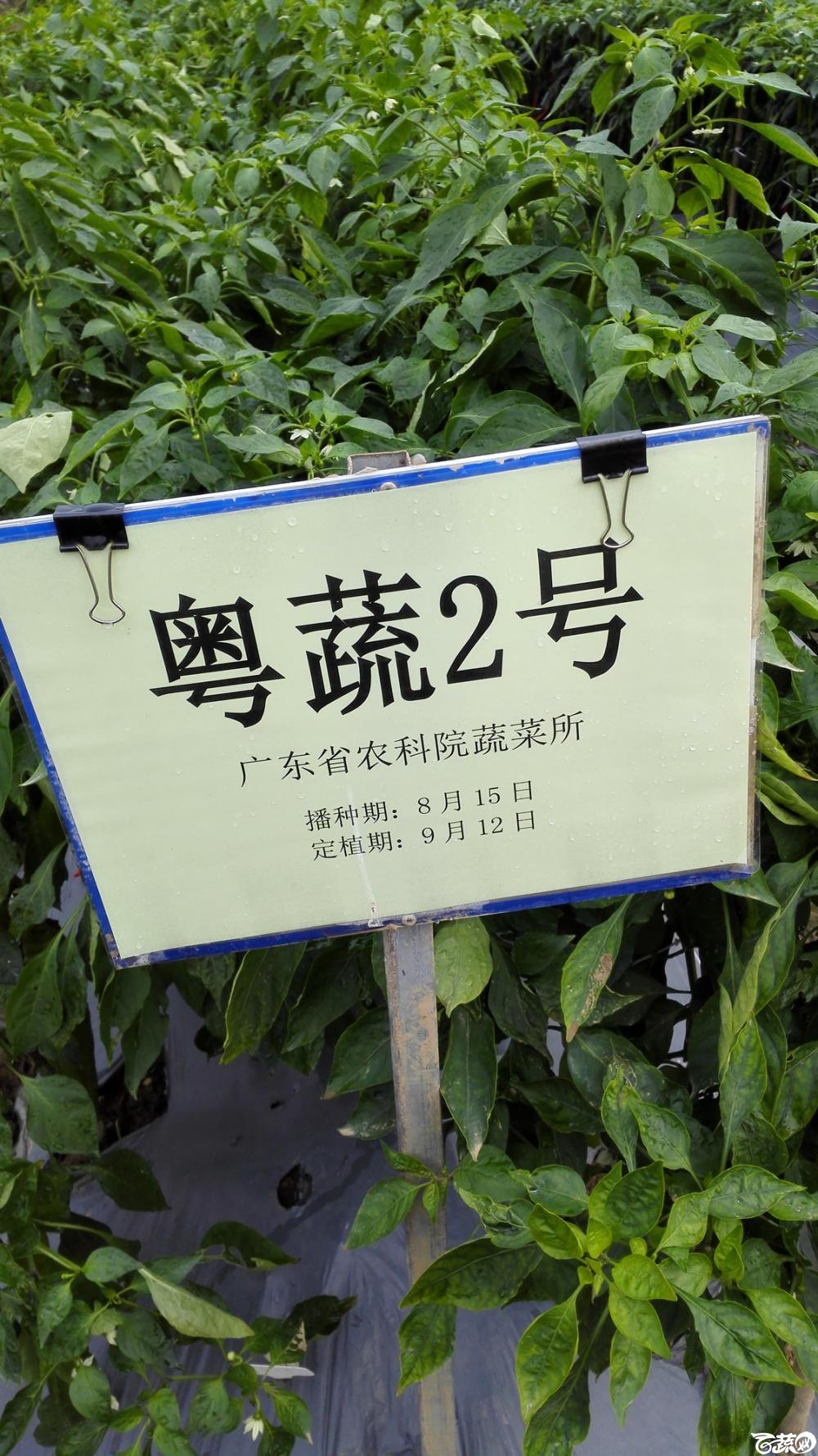 2014年12月8号中山蔬菜新品种展示会_辣椒_176.jpg