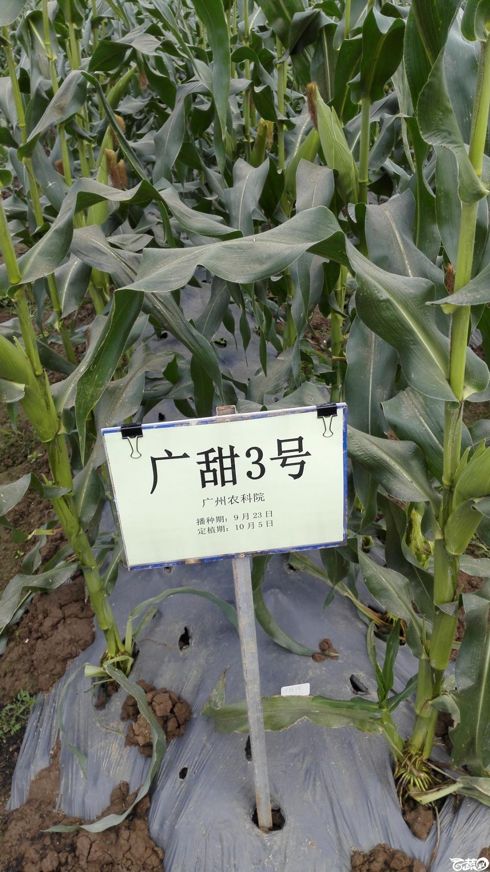 2014年12月8号中山蔬菜新品种展示会_甜玉米_212.jpg