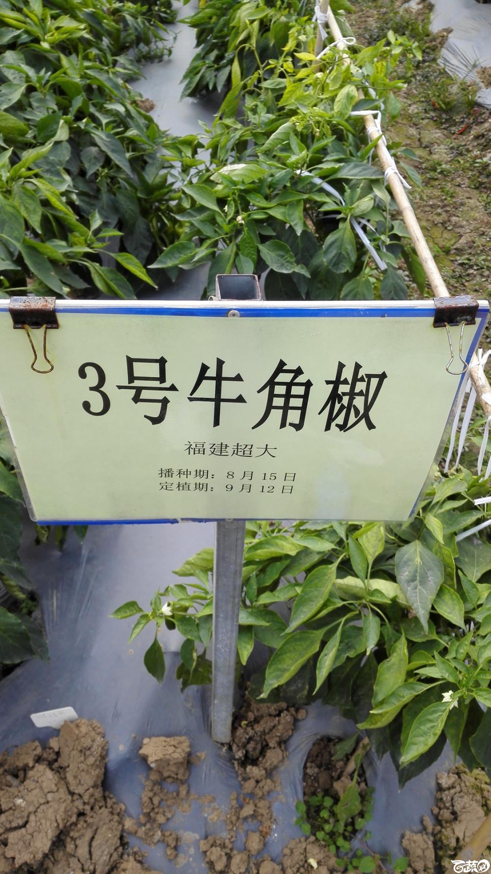 2014年12月8号中山蔬菜新品种展示会_辣椒_259.jpg