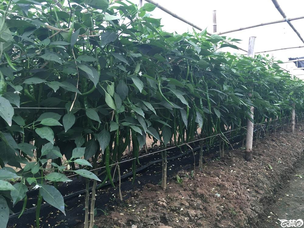 2015年南沙蔬菜展示会广州阳兴种苗双丰三号辣椒_009.jpg