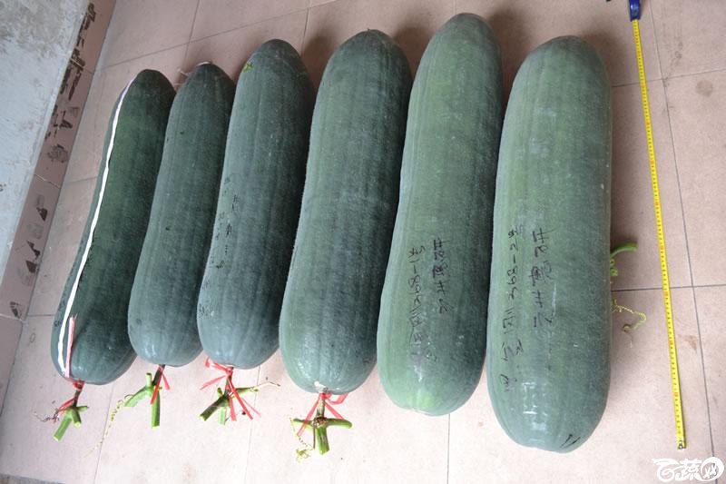 广州惠研铁心368系列冬瓜 005.jpg