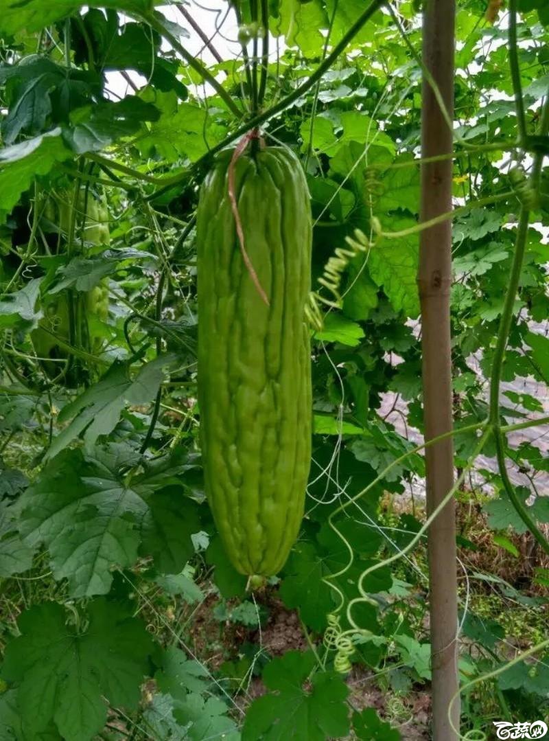 长绿苦瓜 _16.jpg