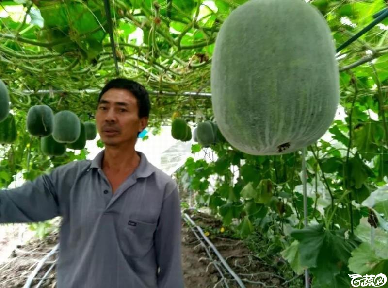 广利粉皮冬瓜 _2.jpg