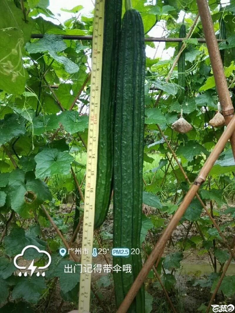 雅绿8号丝瓜 _8.jpg