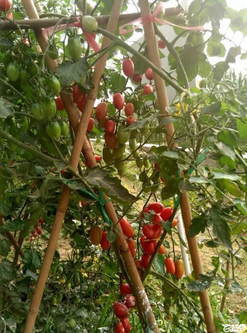 红箭樱桃番茄 2015-12-02_3.jpg