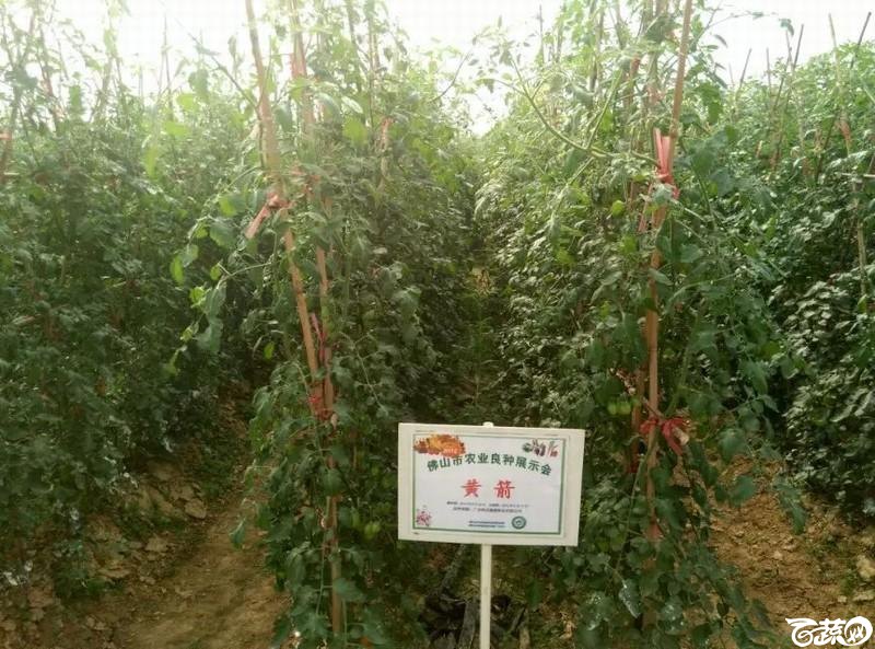 黄箭樱桃番茄 2015-12-02_4.jpg