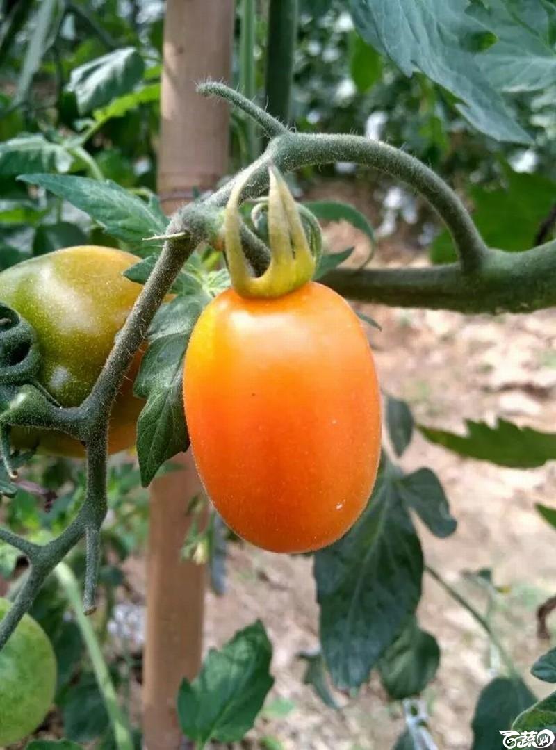 黄箭樱桃番茄 2015-12-02_7.jpg