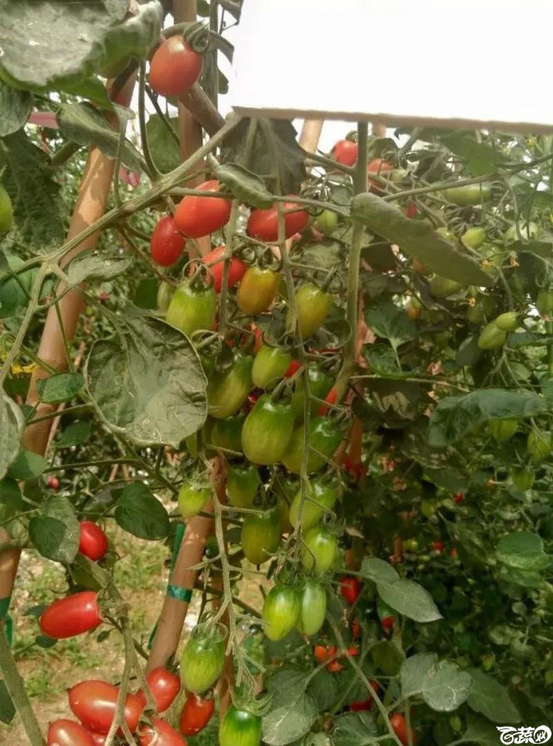 红箭樱桃番茄 2015-12-02_7.jpg