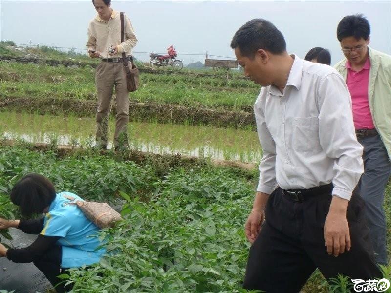 始兴、翁城出差---汇丰二号青皮辣椒种植状况及对比其他品种 DSC07707_21.jpg