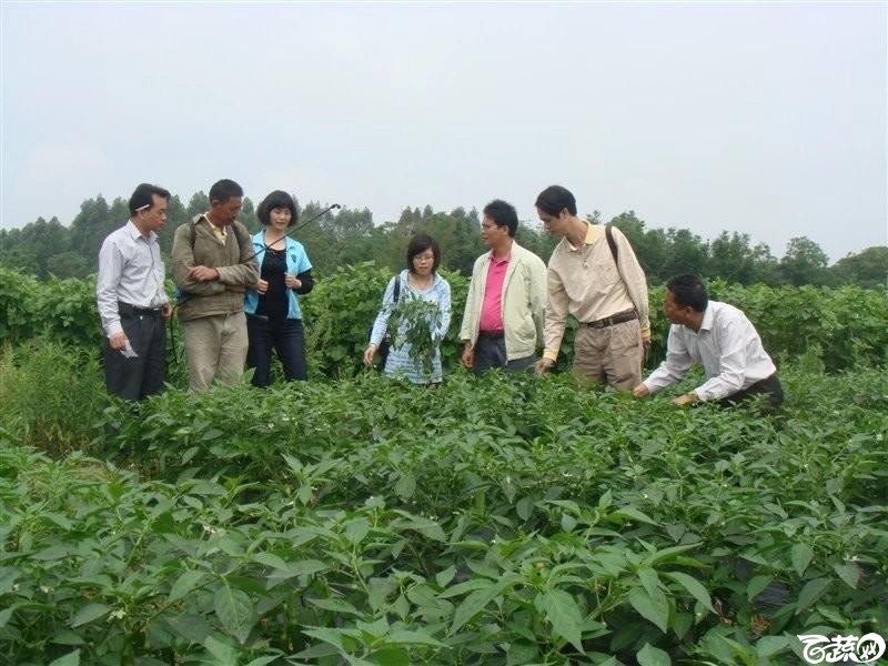 始兴、翁城出差---汇丰二号青皮辣椒种植状况及对比其他品种 DSC07717_23.jpg