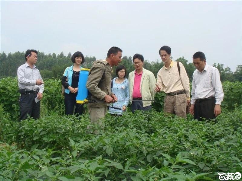 始兴、翁城出差---汇丰二号青皮辣椒种植状况及对比其他品种 DSC07718_24.jpg