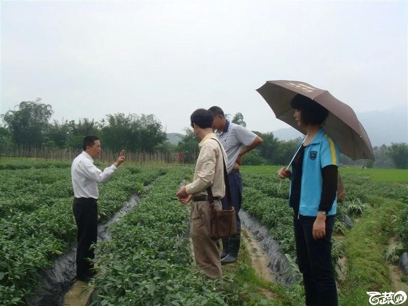 始兴、翁城出差---汇丰二号青皮辣椒种植状况及对比其他品种 DSC07734_27.jpg