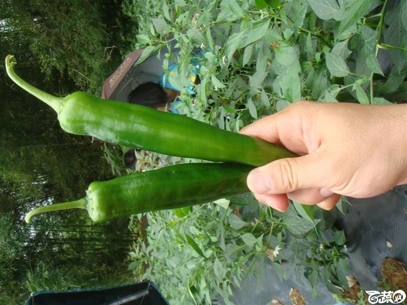 始兴、翁城出差---汇丰二号青皮辣椒种植状况及对比其他品种 DSC07739_31.jpg