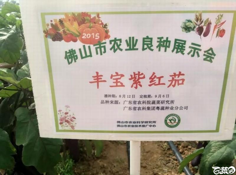 丰宝茄 2015-12-02_1.jpg