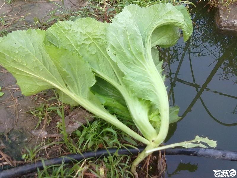 水东芥菜 精选水东芥菜_16.jpg