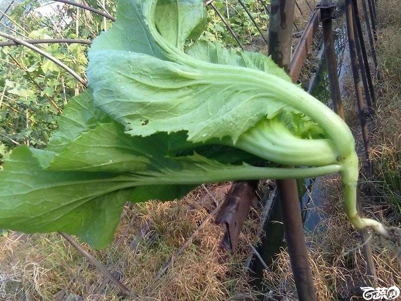 水东芥菜 精选水东芥菜_17.jpg