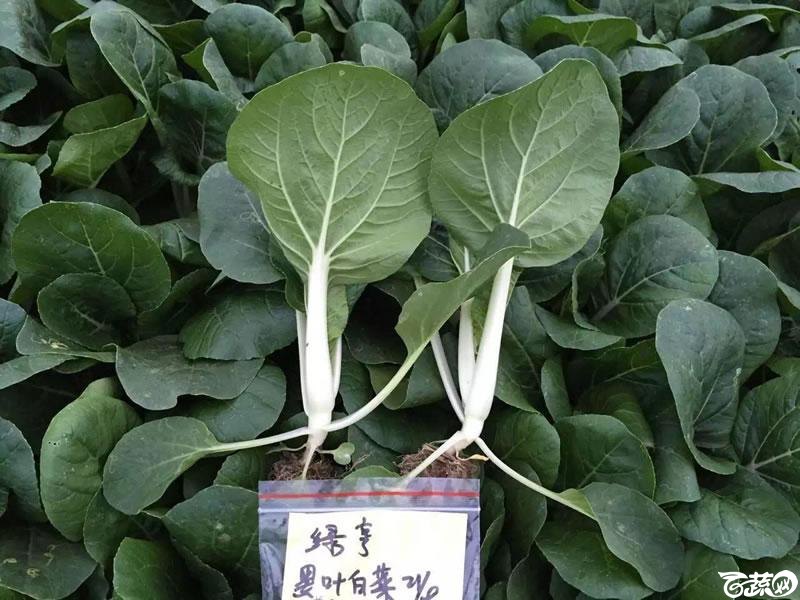 北京中农绿亨新优品种大展播之小白菜 050.jpg
