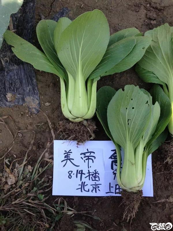 北京中农绿亨新优品种大展播之小白菜 082.jpg