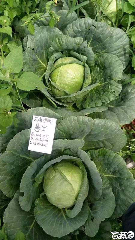 北京中农绿亨新优品种大展播之甘蓝 035.jpg