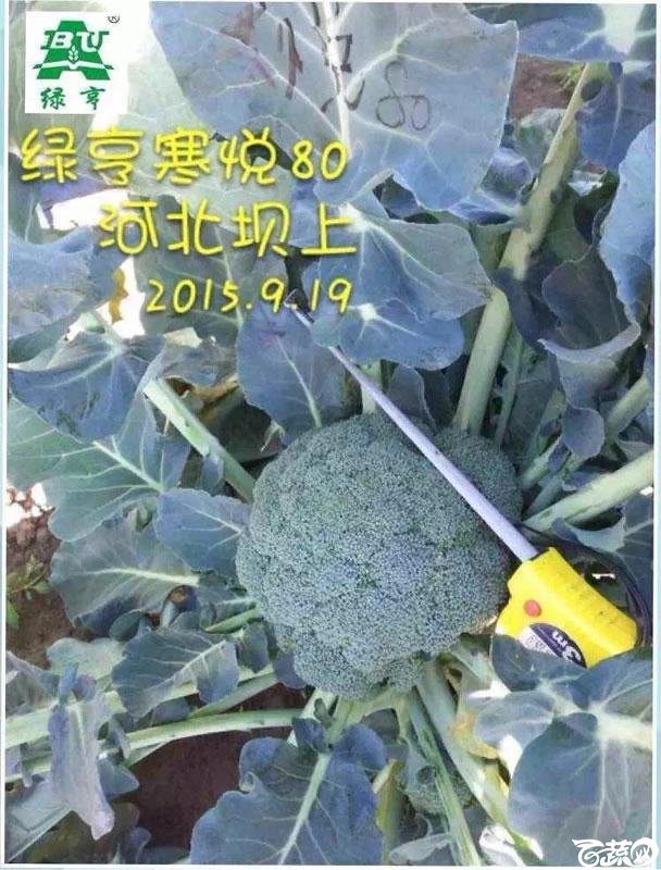 北京中农绿亨新优品种大展播之花菜 019.jpg