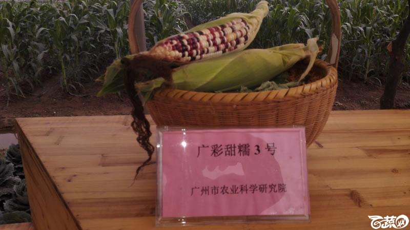 2015年秋第十届广州市蔬菜新品种展示推广会新品种展示 017.jpg