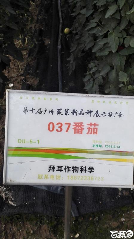 2015年秋第十届广州市蔬菜新品种展示推广会-拜尔作物科学037番茄-001.jpg