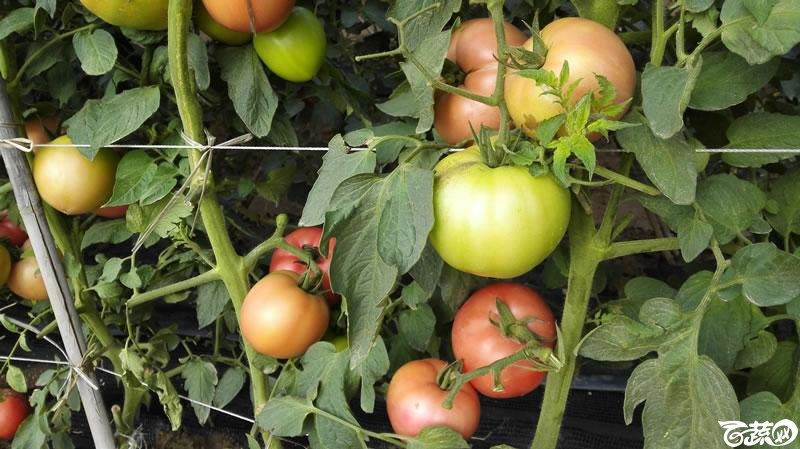 2015年秋第十届广州市蔬菜新品种展示推广会-拜尔作物科学037番茄-007.jpg