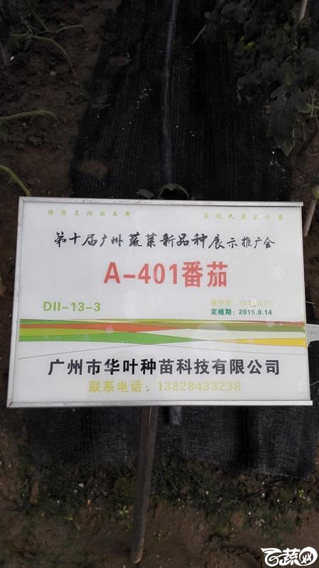 2015年秋第十届广州市蔬菜新品种展示推广会-广州华叶种苗A401番茄-001.jpg