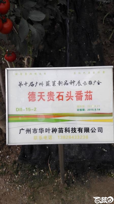 2015年秋第十届广州市蔬菜新品种展示推广会-广州华叶种苗德天贵石头番茄-001.jpg