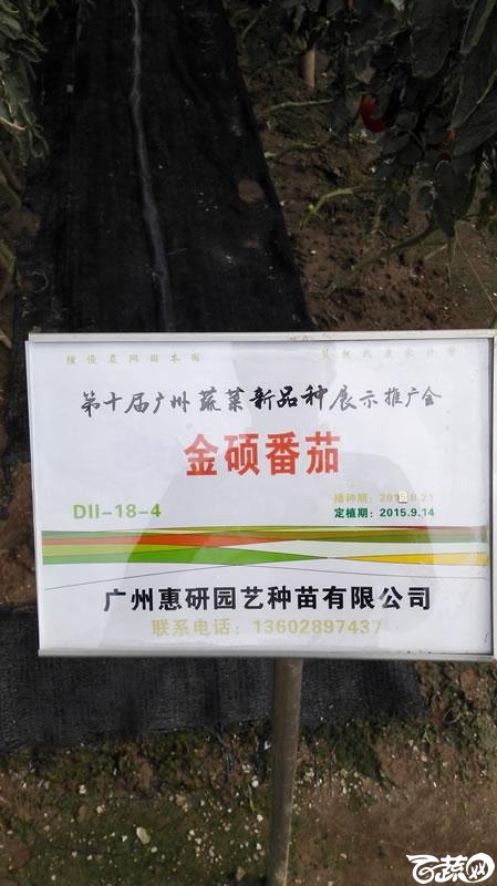 2015年秋第十届广州市蔬菜新品种展示推广会-广州惠研种苗金硕番茄-001.jpg