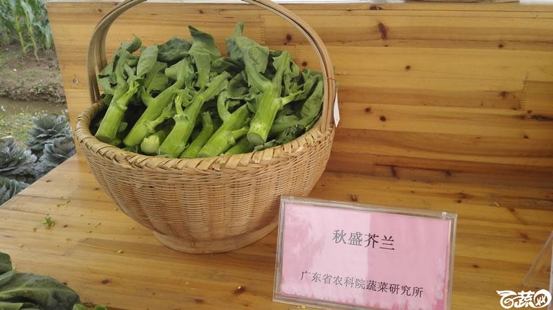 2015年秋第十届广州市蔬菜新品种展示推广会新品种展示 005.jpg