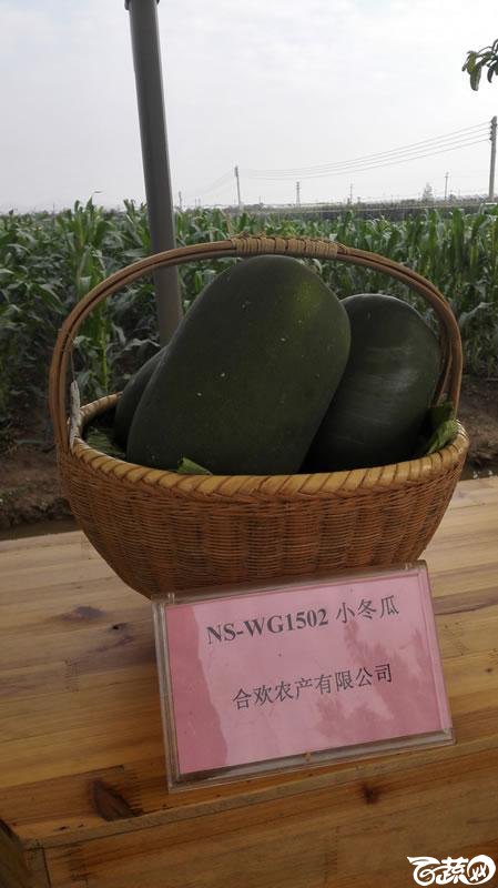 2015年秋第十届广州市蔬菜新品种展示推广会新品种展示 007.jpg