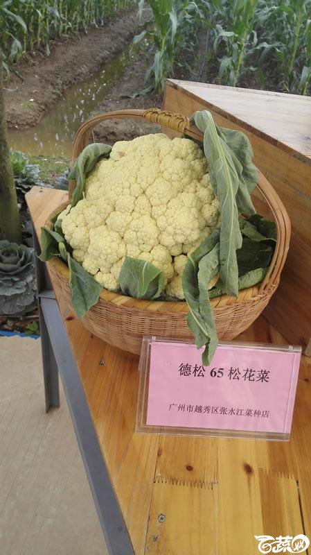 2015年秋第十届广州市蔬菜新品种展示推广会新品种展示 008.jpg