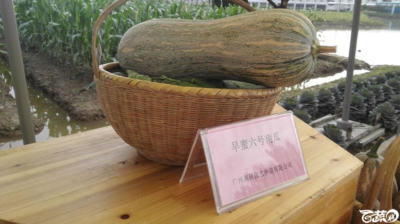 2015年秋第十届广州市蔬菜新品种展示推广会新品种展示 009.jpg