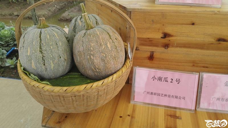2015年秋第十届广州市蔬菜新品种展示推广会新品种展示 011.jpg