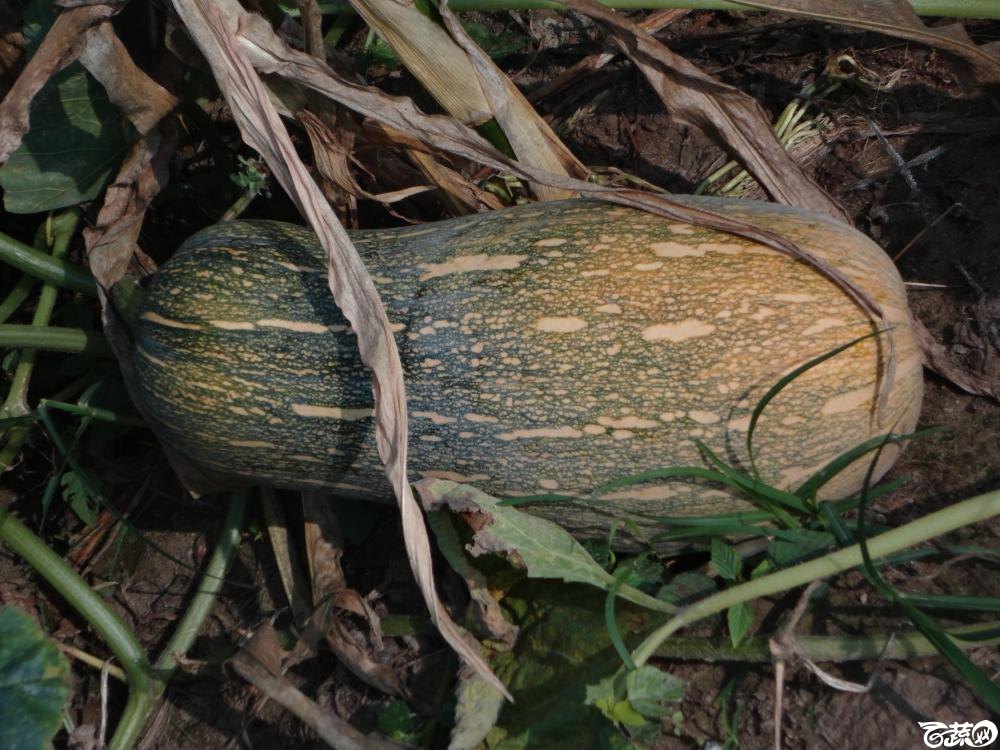 蜜本三号南瓜2011年在湛江吴川市种植表现 001.JPG