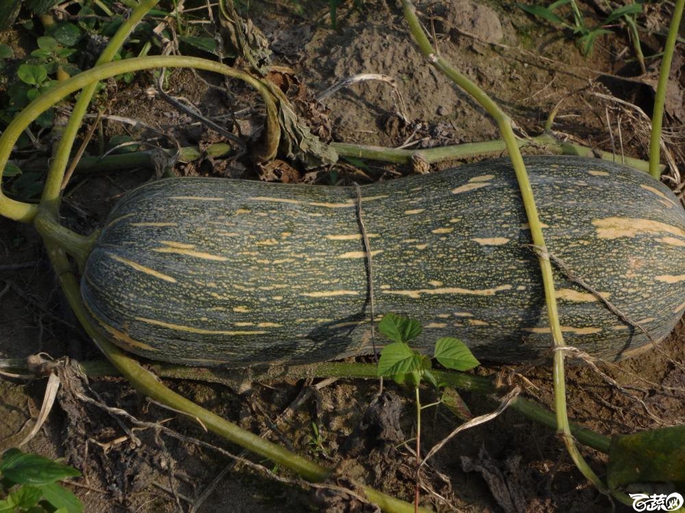 蜜本三号南瓜2011年在湛江吴川市种植表现 002.JPG