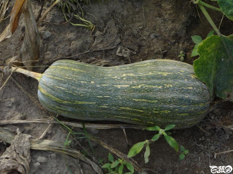 蜜本三号南瓜2011年在湛江吴川市种植表现 008.jpg