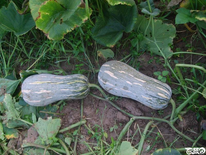 蜜本三号南瓜湖北嘉鱼县种植表现 004.jpg