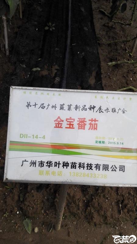 2015年秋第十届广州市蔬菜新品种展示推广会-广州华叶种苗金宝番茄-001.jpg