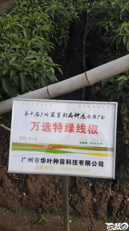 2015年秋第十届广州市蔬菜新品种展示推广会-广州华叶种苗万选特绿线椒-001.jpg