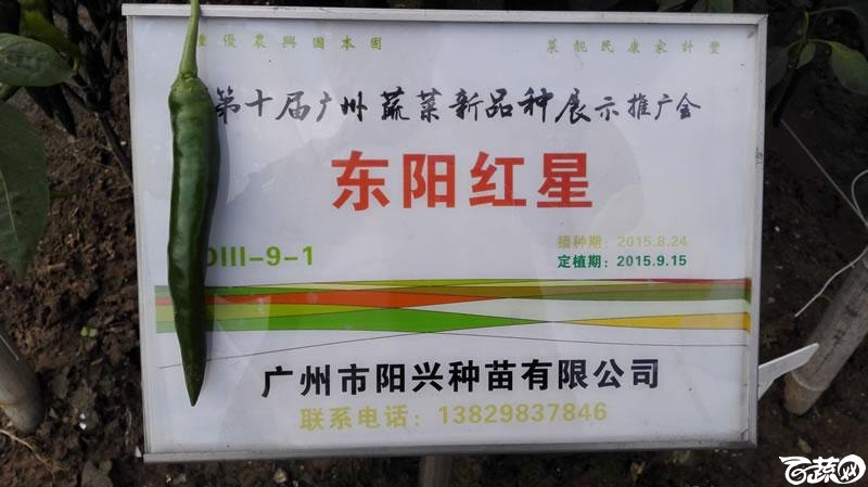 2015年秋第十届广州市蔬菜新品种展示推广会-广州阳兴种苗东阳红星红椒-001.jpg