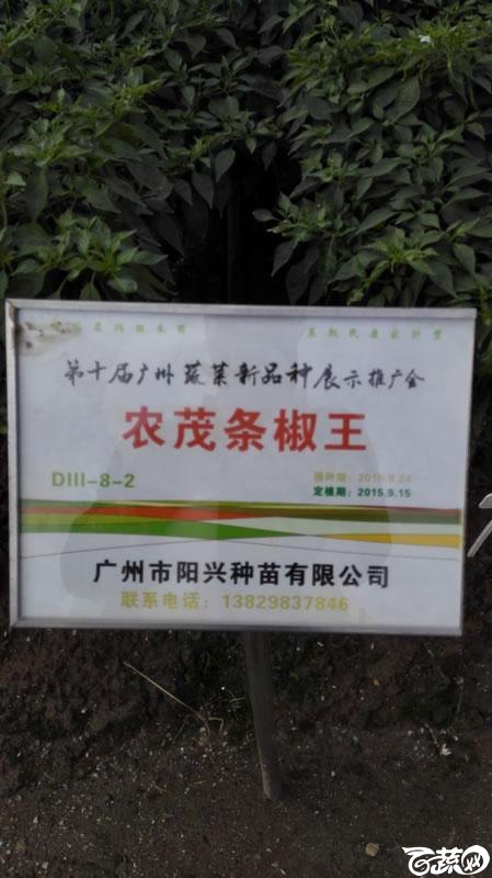 2015年秋第十届广州市蔬菜新品种展示推广会-广州阳兴种苗农茂条椒王-001.jpg