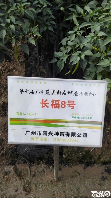 2015年秋第十届广州市蔬菜新品种展示推广会-广州阳兴种苗长富8号菜椒-001.jpg