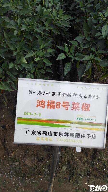 2015年秋第十届广州市蔬菜新品种展示推广会-鹤山鸿图鸿富8号菜椒-001.jpg