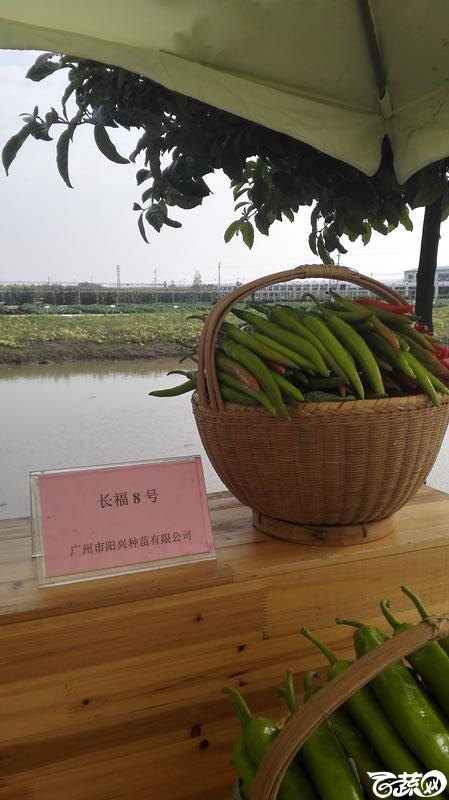 2015年秋第十届广州市蔬菜新品种展示推广会新品种展示 001.jpg