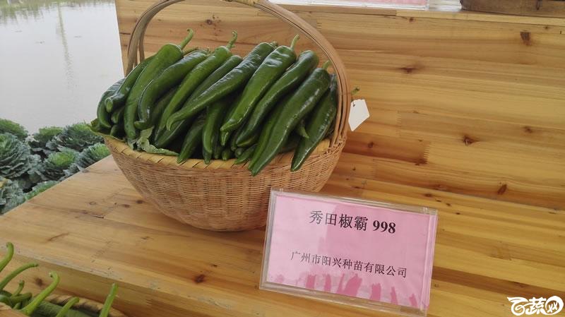 2015年秋第十届广州市蔬菜新品种展示推广会新品种展示 003.jpg