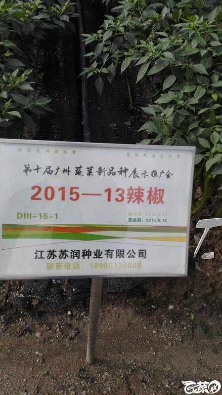 2015年秋第十届广州市蔬菜新品种展示推广会新品种展示-江苏苏润种业2015-13线椒-001.jpg