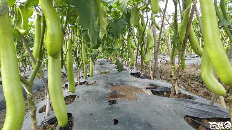 2015年秋第十届广州市蔬菜新品种展示推广会-广州市农科院翡翠绿茄-007.jpg